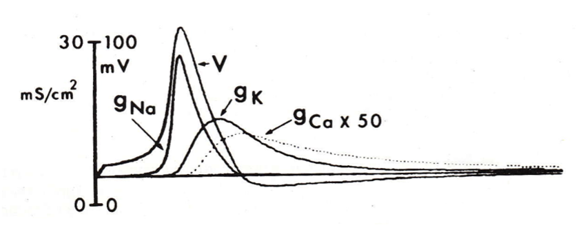 <p><span style="font-family: "Helvetica Light";">&nbsp;- the calcium conductance slowly rises, and reaches its peak during the afterhyperpolarization (note that g<sub>Ca</sub> had to be multiplied by 50 in order to appreciate it alongside g<sub>Na</sub> and g<sub>K</sub>.</span></p>
