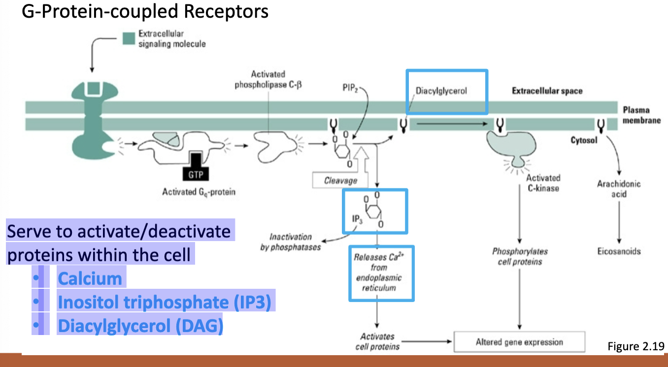 <p>Serve to activate/deactivate proteins within the cell</p><p>• Calcium</p><p>• Inositol triphosphate (IP3)</p><p>• Diacylglycerol (DAG)</p>