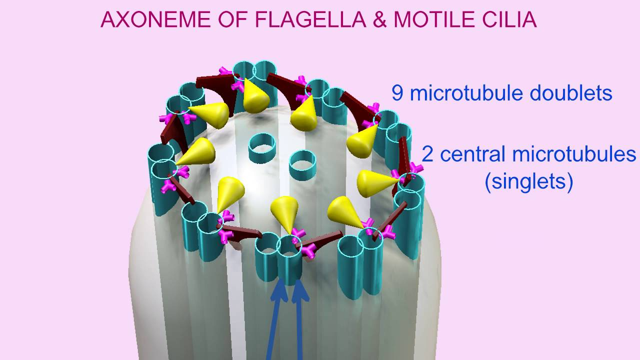 <p>The internal structure of cilia and flagella is called the axoneme and has a characteristic 9+2 arrangement consisting of nine outer microtubule doublets and two central microtubules.</p>