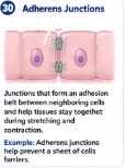 Junctions that form an adhesion belt between neighboring cells and help tissues stay together during stretching and contraction. Example: Adherens junctions help prevent a sheet of cells from pulling apart.