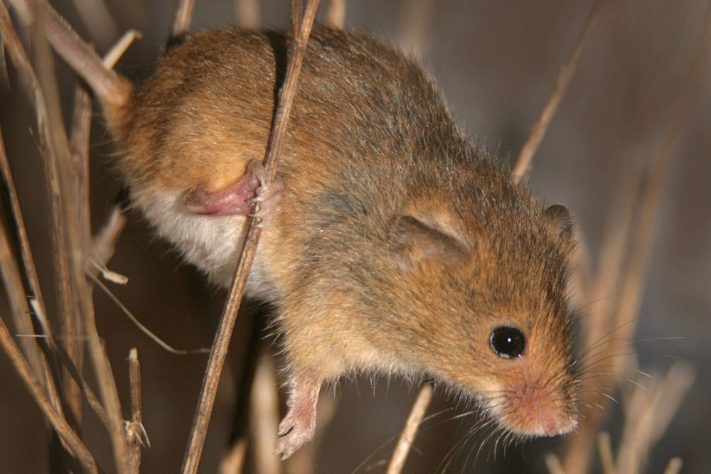 <p>what species is this</p>
