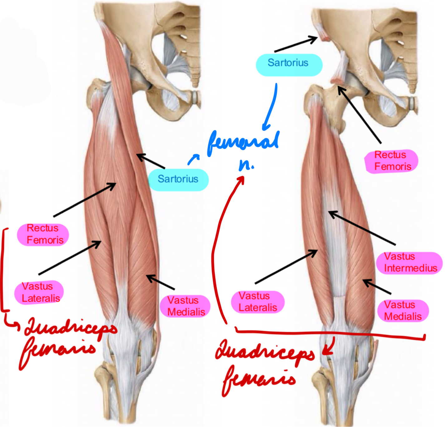 <p>4 heads</p><ul><li><p>Rectus femoris</p></li><li><p>Vastus lateralis</p></li><li><p>Vastus medialis</p></li><li><p>Vastus intermedias</p></li></ul><p>Innervation: Femoral n.</p><p>Action:</p><ul><li><p>Knee extension</p></li><li><p>Thigh flexion</p></li></ul><p></p>