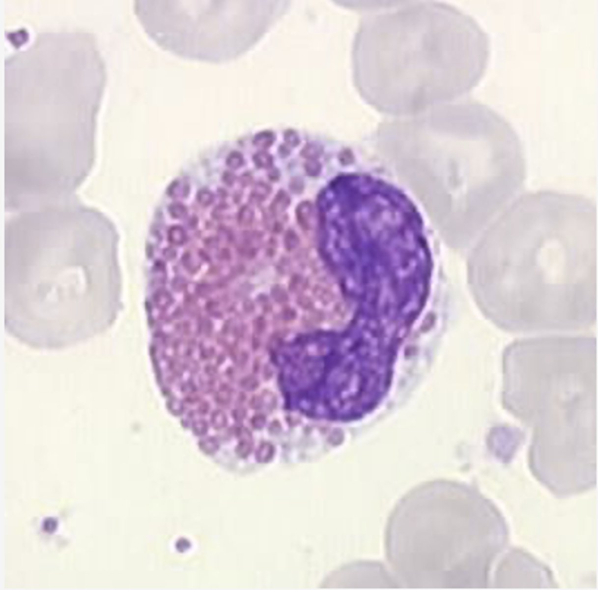 <p>Identify the DEVELOPING Cell</p>