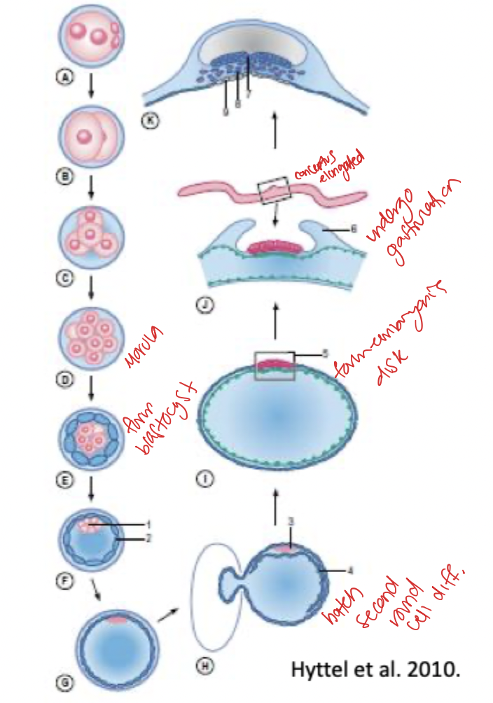 <p>after gastrulation form all organ systems defining end embryonic period </p>