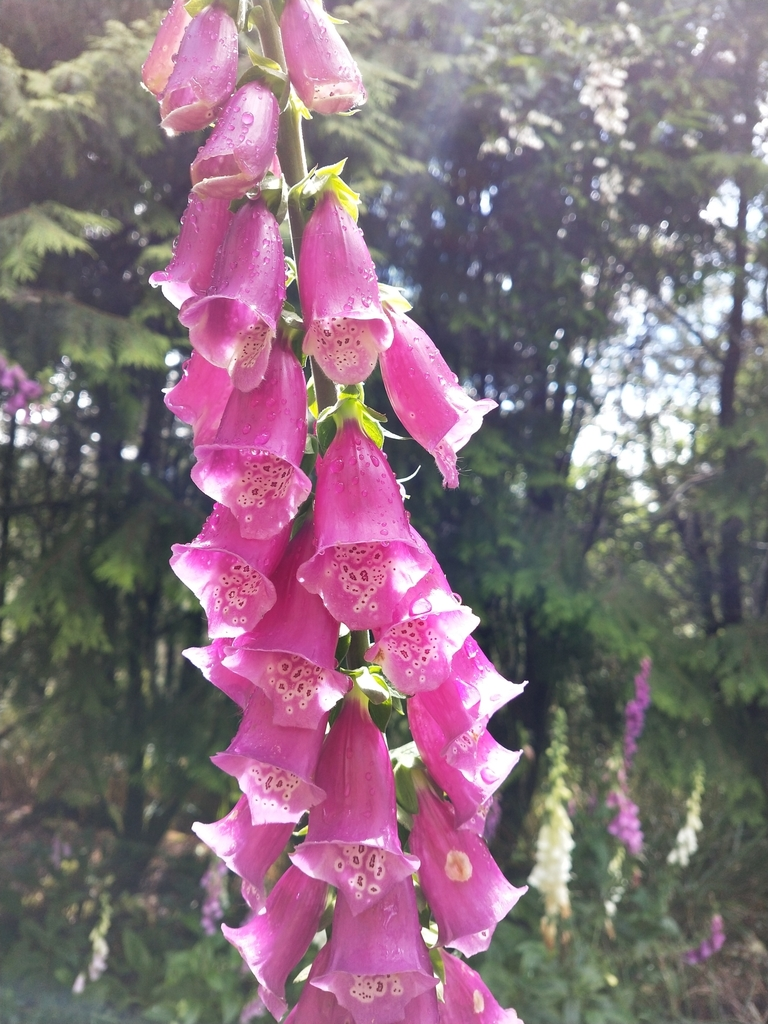 <p>Digitalis purpurea</p>