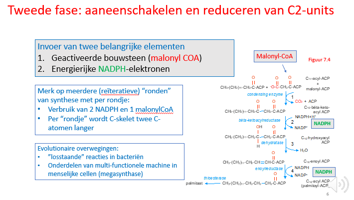 <p>in bacteriën: ze staan los van elkaar</p><p>in mens: ze zitten in een mega-synthase (multifunctionele machine) om proces efficiënter te maken</p>