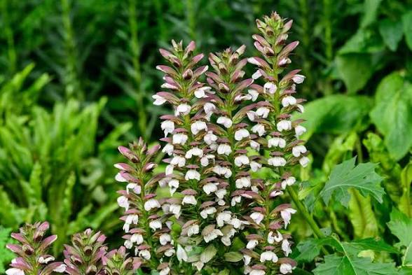 <p>Acanthus mollis </p><p>vigorous plant with large, glossy dark green leaves, pinnately lobed and, in late summer, tall racemes of white flowers with dusky purple bracts..Bears Breches</p>