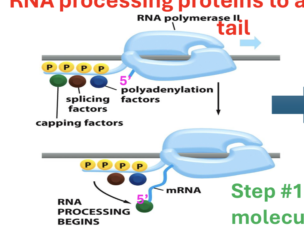 <p>5’ capping, RNA modifying molecules are recruited on RNA pol, ready to modify newly made mRNA</p>
