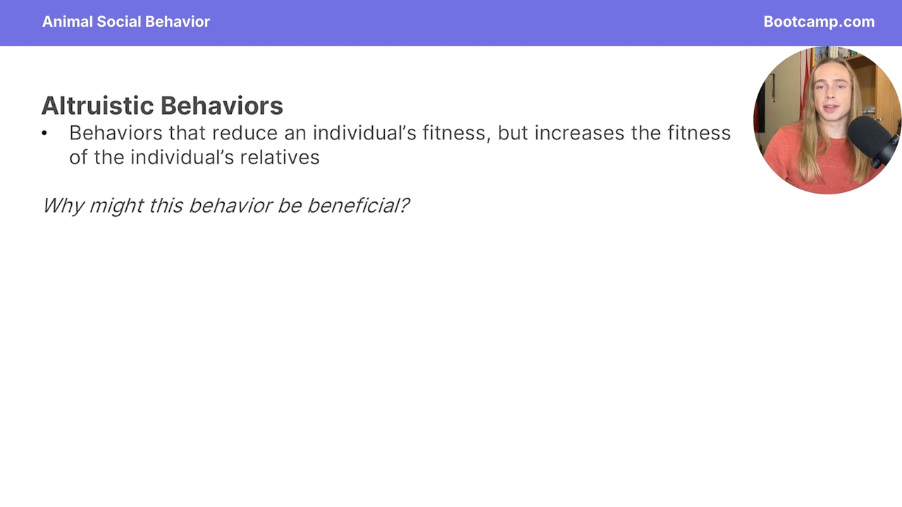 <p>behaviors that reduce an indiviudal’s fitness but increases the fitness of the indiviudal’s relatives</p>