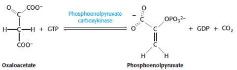 <p>2nd step of gluconeogenesis</p><p>catalysed by <span style="background-color: transparent;"><strong>phosphoenolpyruvate carboxykinase </strong>(PEPCK)</span></p>