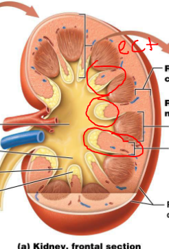 <p>What are the renal columns </p>