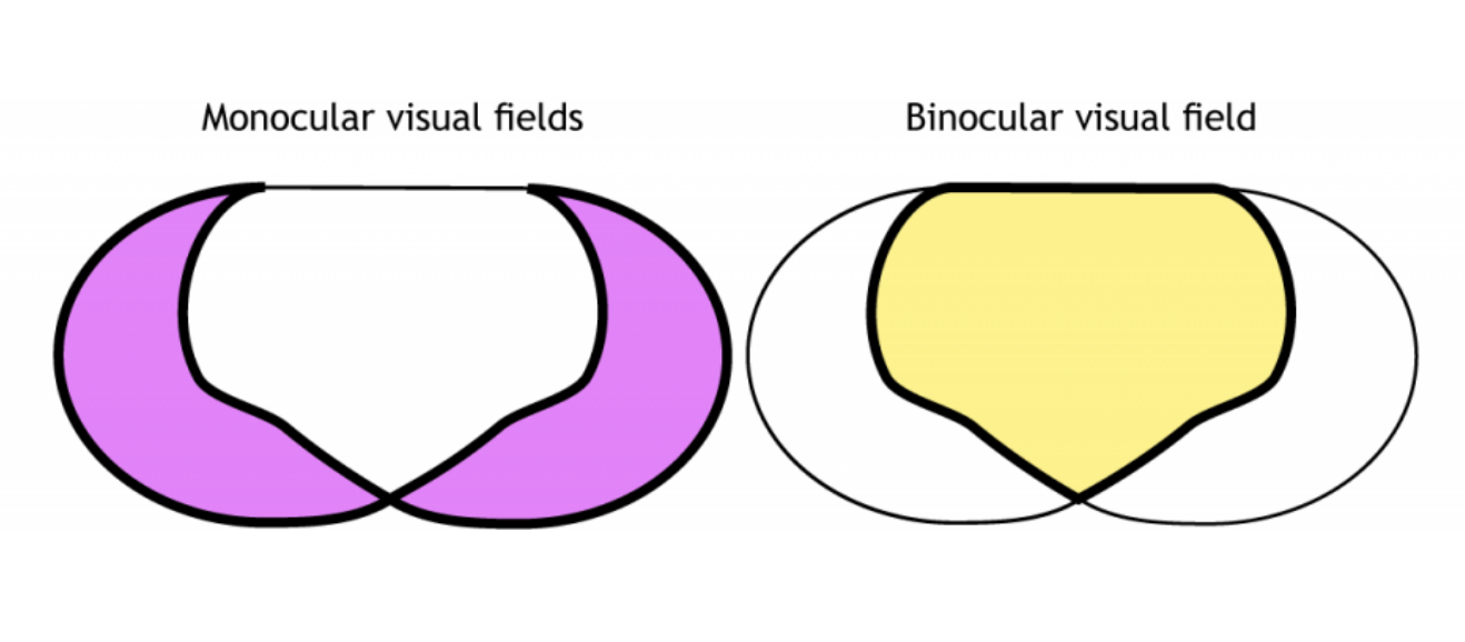 <ul><li><p><strong>Central overlap/binocular visual field</strong> is essential for <strong><em>depth perception and 3D spatial awareness</em></strong></p></li><li><p><strong>the monocular zones</strong> extend your <strong><em>peripheral awareness</em></strong></p></li></ul><p></p>