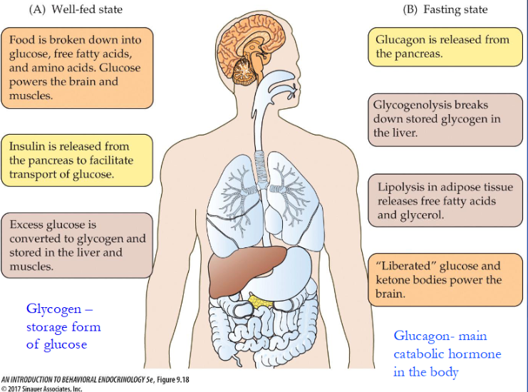 <ul><li><p>know briefly, not in detail</p></li></ul><p></p>