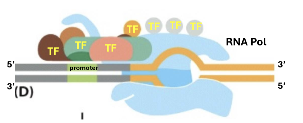 <p>they help RNA bind to the promoter, RNA polymerase bind to the DNA, and generally prepare for transcription</p>