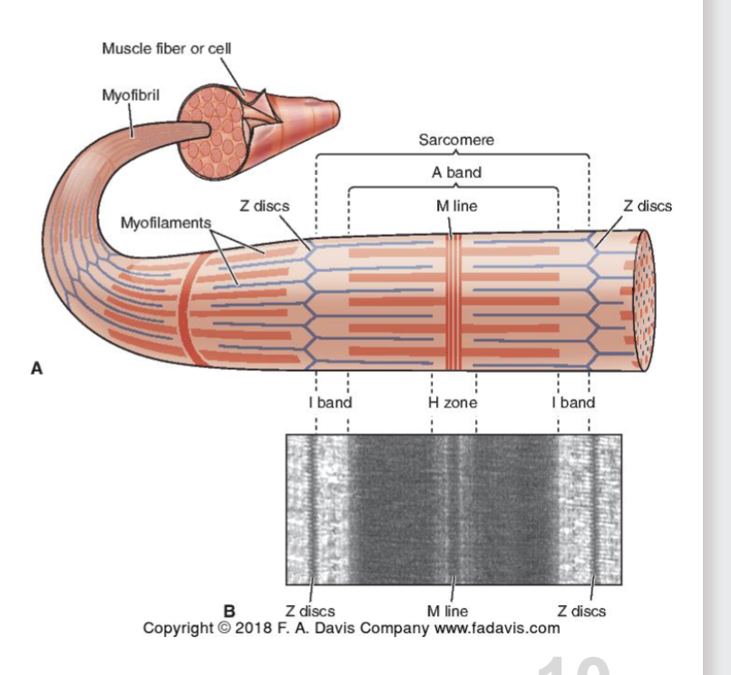 <ul><li><p>Spans Z-disc → Z-disc</p></li><li><p>arranged in series along the length of the muscle fiber (allowing for transmit force)</p></li></ul><p></p><ul><li><p><strong>Titin:</strong> </p><ul><li><p>structural<strong> </strong>protein that helps anchor Z-disc to thick filament</p></li><li><p>NOT contractile (aka active) </p></li></ul></li></ul><p></p>
