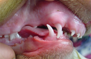 <p>What kind of bite does this dog have? (Think teeth)</p>