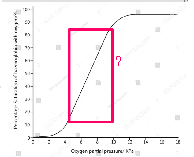 <p>what does the steep middle section of the oxygen dissociation graph show? </p>