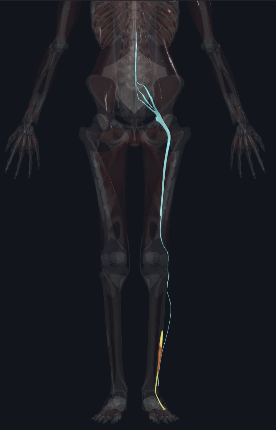 <p>Superficial fibular N. (L5,S1,S2)</p>