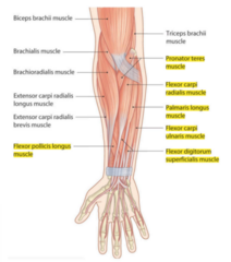 <p>Common flexor tendon, coronoid process, and radial shaft</p>