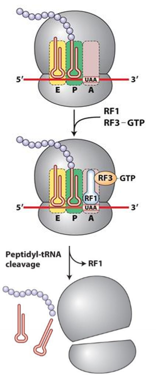 <ul><li><p>1. A site of ribosome interacts with stop codon</p></li><li><p>2. RF 1 or RF2 binds at A site, mimicing shape of tRNA</p></li><li><p>3. RF3 hydrolyzes GTp to cleave peptide chain from P site, releasing chain</p></li><li><p>4. hydrolysis destabilizes ribosomal subunit, disassembling it</p></li></ul><p></p>