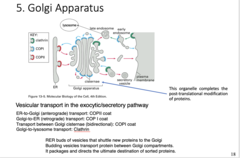 <p>-ER to Golgi (anterograde) transport: COPII coat</p><p>-Golgi to ER (retrograde) transport: COP I coat</p><p>-Transport between Golgi cisternae (bidirectional): COP I coat</p><p>-Golgi to lysosome transport: Clathrin</p>