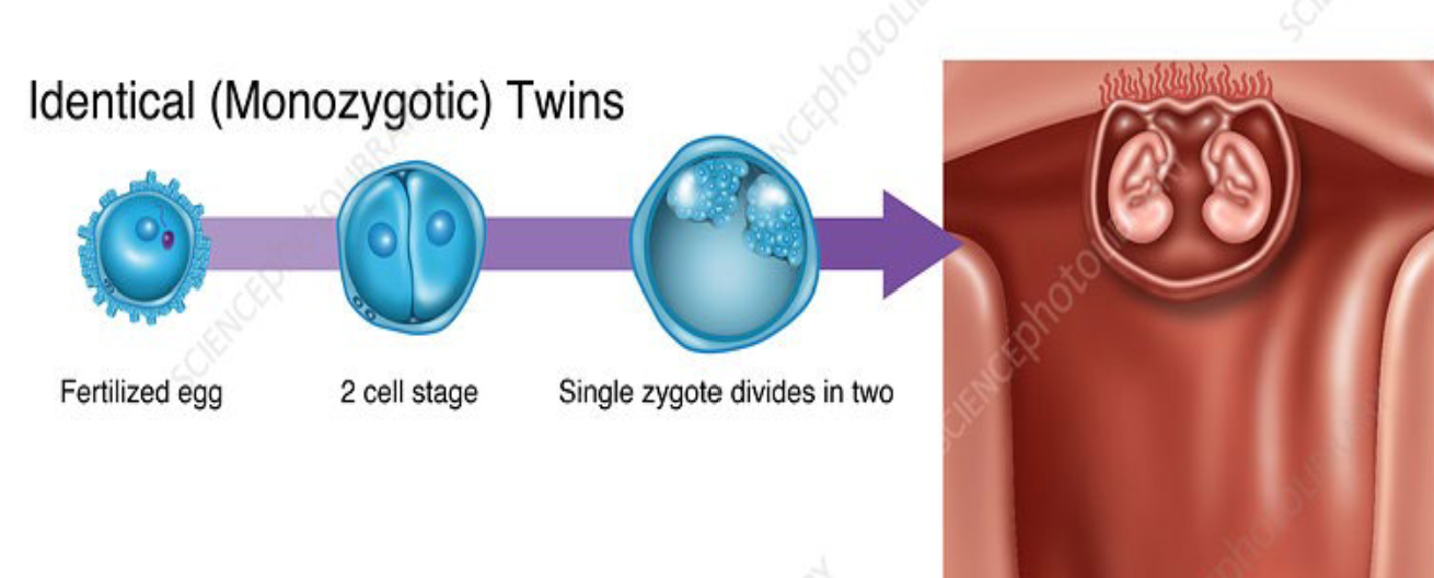 <p>Monozygotic (identical) twins = 1 fertilized egg splits into two embryos</p><p>• Genetically identical</p>