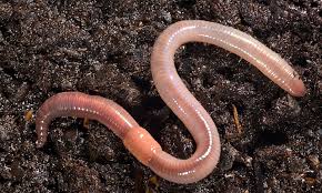 <p>Leeches, Earthworms</p><p>Bilateral; Triplo;Protosome; Coelomate</p>