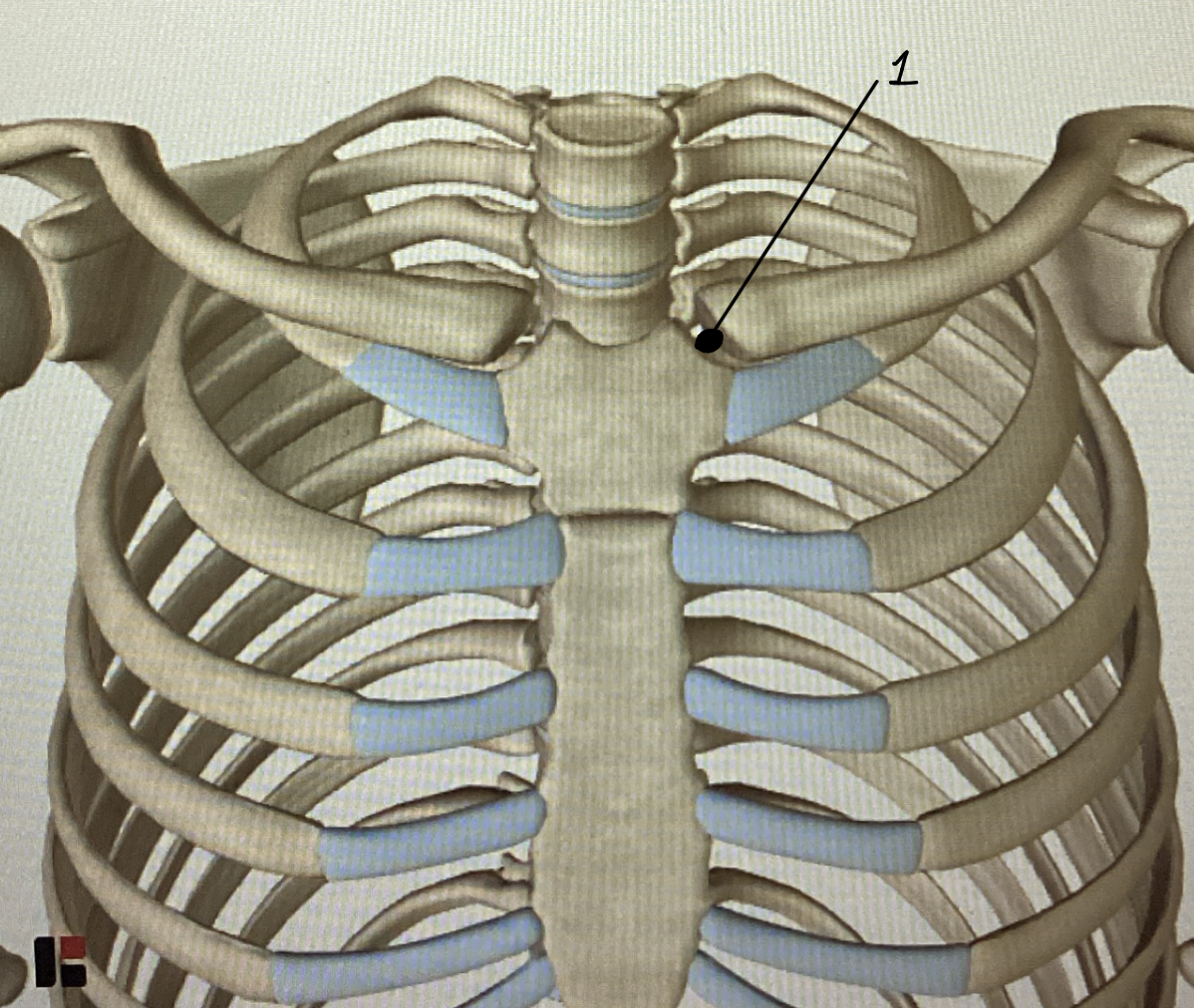 <p>Name this joint (and function)</p>