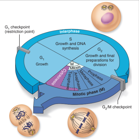 <p>Reminder: The Cell Cycle</p><p>Active Recall Exercise: Try to redraw the diagram from memory or simply recall the order</p>