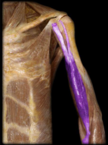 <p>elbow flexion, forearm supination</p>