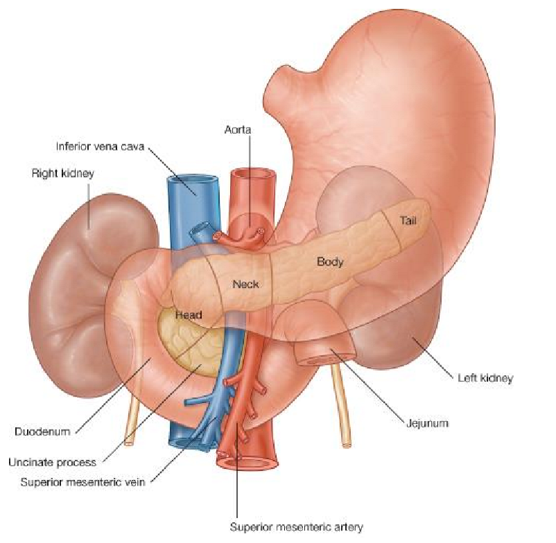 <ul><li><p><strong>Exocrine</strong> &amp; <strong>endocrine</strong> <em>glandular</em> tissue </p><ul><li><p>Mostly <strong>exocrine</strong> in GIT; → signalling molecules + enzymes into <em>ducts</em></p></li></ul></li><li><p>Very <strong>deep</strong> &amp; <strong>retroperitoneal</strong></p></li><li><p><u>Major components</u>:</p><ul><li><p><strong>Head</strong> (w/ <strong>uncinate process</strong>): surrounded by duodenum</p></li><li><p><strong>Neck</strong>: near superior mesenteries (large blood vessels)</p></li><li><p><strong>Body</strong></p></li><li><p><strong>Tail</strong> (near <strong>spleen</strong>)</p></li></ul></li><li><p><u>Associated structures</u>:</p><ul><li><p><strong>Duodenum</strong></p></li><li><p><strong>Stomach</strong></p></li><li><p><strong>Spleen</strong></p></li><li><p><strong>Superior mesenteric vessels</strong></p></li><li><p><strong>Bile duct</strong></p></li></ul></li><li><p>Distinct <strong>lobulated</strong> appearance w/ <strong>no capsule</strong>; looks very <strong>fatty</strong></p></li></ul><p></p>
