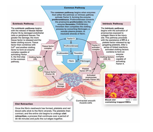 <p>Esquema de las dos rutas: </p><p>En la parte común de las dos vías, la activación del factor X acaba formando la protrombinasa, encargada de convertir protrombina en trombina. </p><p>Entonces la trombina completa la coagulación convirtiendo fibrinógeno (soluble) en fibrina (insoluble).</p>