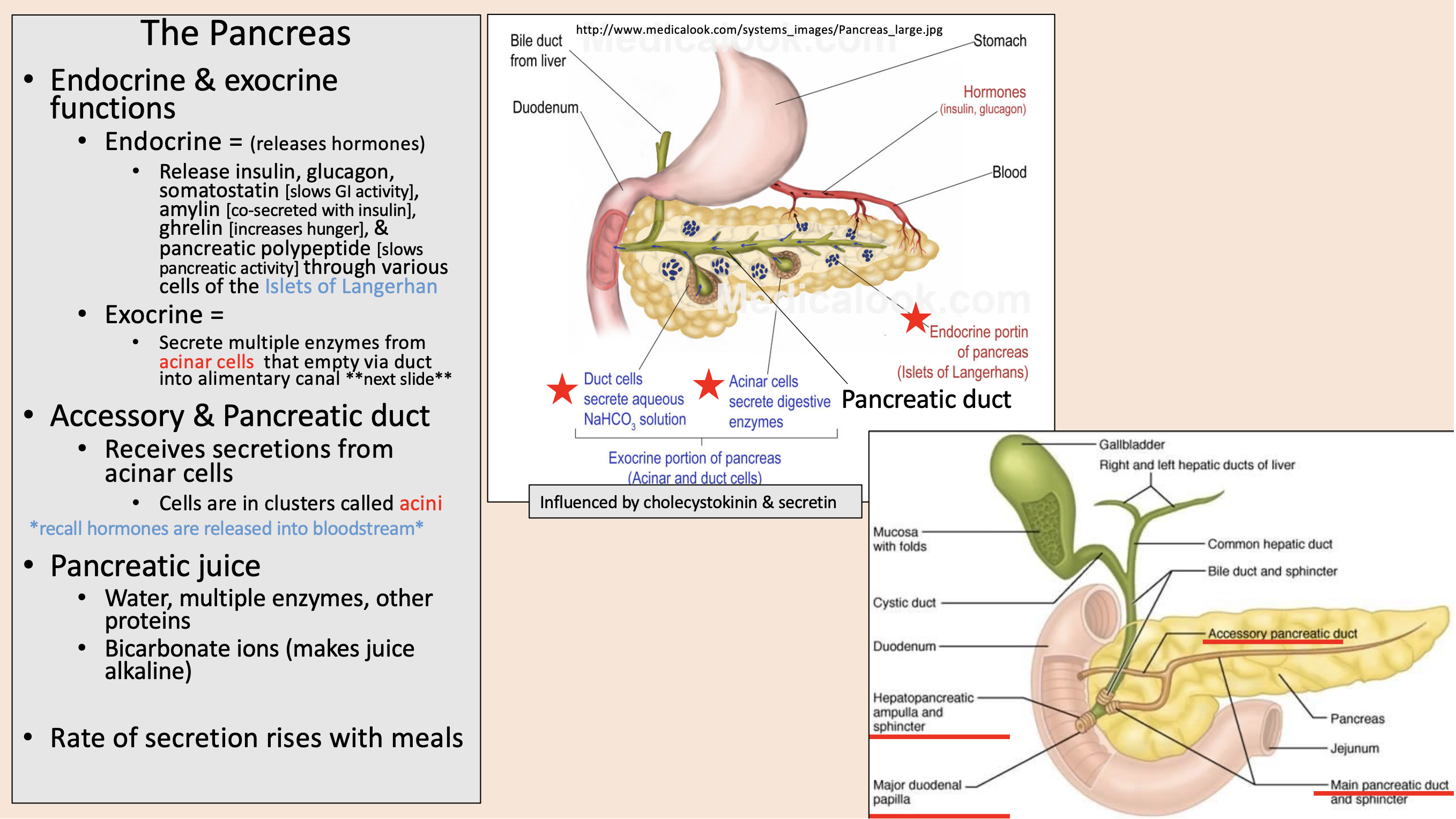 <p><span>accessory and pancreatic duct</span></p>