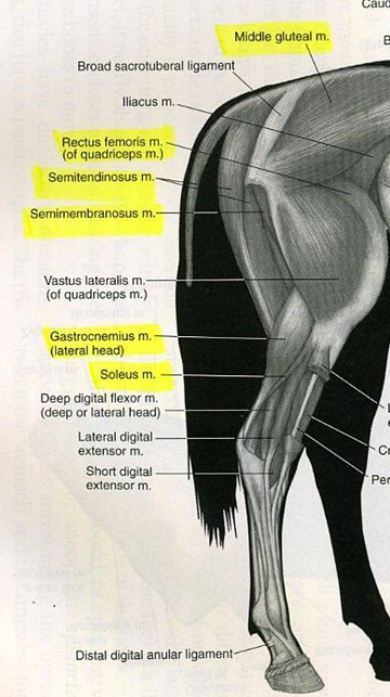<p>Flexors of the hip joint</p>