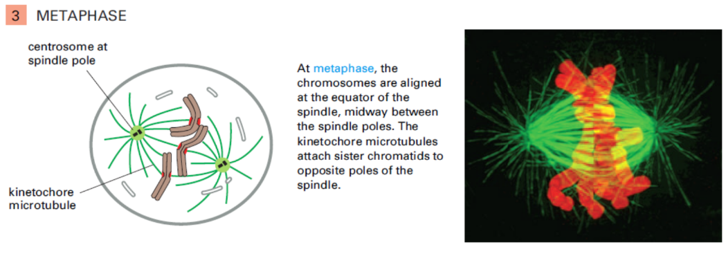 <p><strong>Metaphase</strong> = Point when chromosomes aligned in one plane halfway b/w 2 spindle poles</p><ul><li><p>Chromosome held under tension @ metaphase plate</p><ul><li><p><u>Metaphase plate</u> = region where chromosomes align</p></li></ul></li><li><p>Paired kinetochores + kinetochore MTs</p></li></ul><p></p>