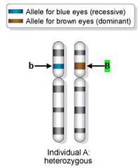 <p>an allele that produces the same phenotype whether its paired allele is identical or different (capital letter)</p>