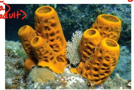 <p>What animal phylum does the following belong to? Include the type of body symmetry and</p><p>the number of tissues layers exhibited</p>