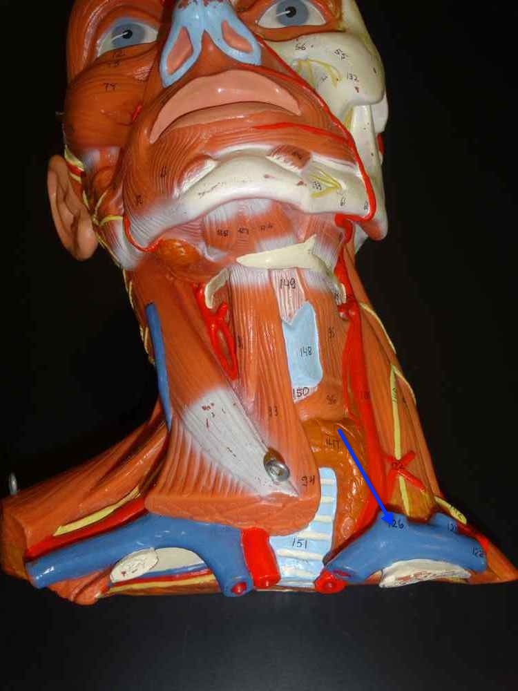 <p>Name the structure</p>