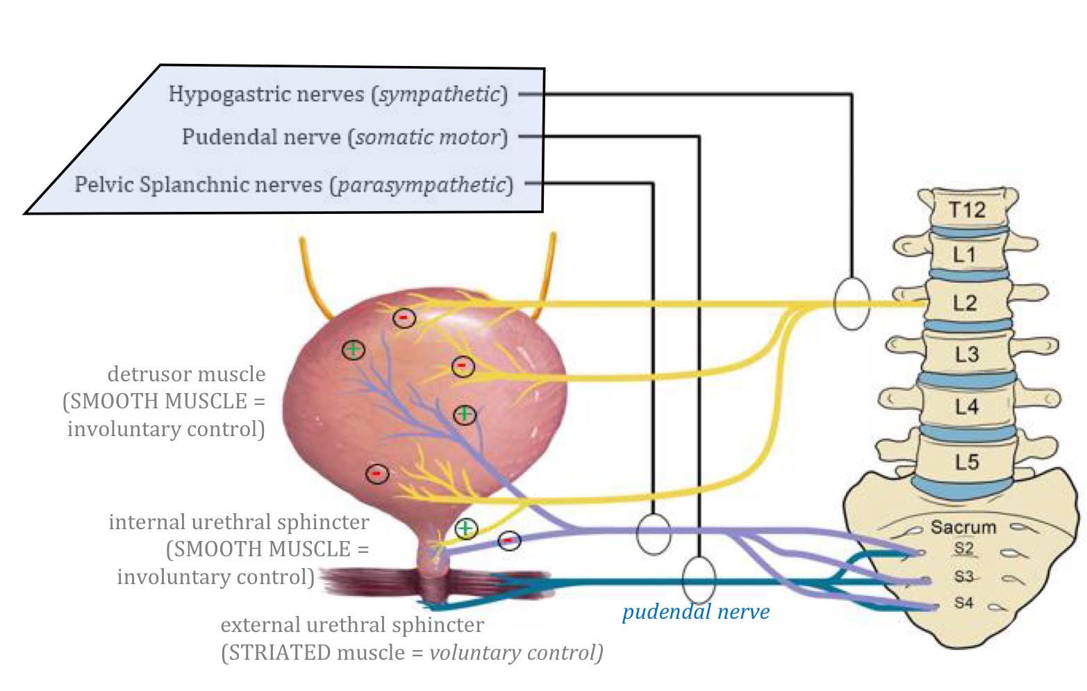 <p>Pelvic splanchnic nerves primarily relay somatic sensory information regarding bladder wall stretch</p><ul><li><p>Parasympathetic Fibers : </p><ul><li><p>S2-S4 spinal cord via the pelvic splanchnic nerves and inferior hypogastric plexus</p></li><li><p>Provide MOTOR innervation the the detrusor muscle = promotes contraction of the detrusor muscle </p></li><li><p>Inhibit contraction of the internal urethral sphincter </p></li></ul></li><li><p>Sympathetic Fibers:</p><ul><li><p>Conveyed from lower thoracic and upper lumbar spinal cord via the sacral splanchnic nerve to the hypogastric plexus and nerves</p></li><li><p>Promotes contraction of the internal urethral sphincter</p></li><li><p>Helps inhibit detrusor contraction during early filing phase</p></li></ul></li></ul><p></p>