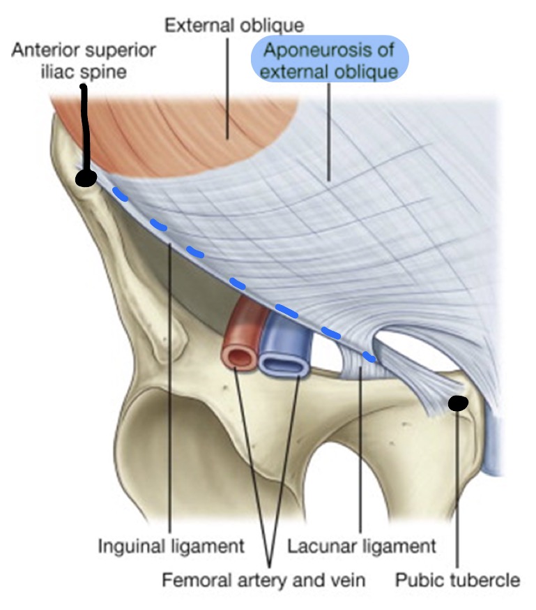 <ul><li><p>Area of junction b/w anterior &amp; abdominal wall &amp; thigh</p></li><li><p>Inferior free border of <span style="color: rgb(18, 38, 237);"><strong>external oblique aponeurosis</strong></span> folds back on itself to form the <strong>inguinal ligament</strong>, which runs from anterior superior iliac spine to public tubercle</p></li></ul><p></p>
