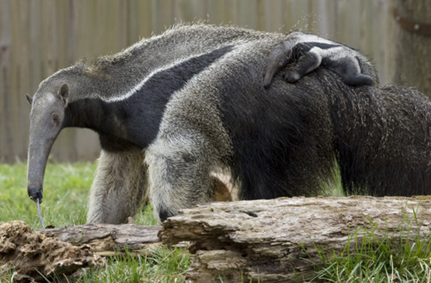 <p>anteater</p>