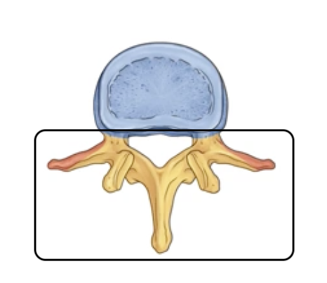 <p><span>attached to the back of the body, forming a protective roo</span></p>