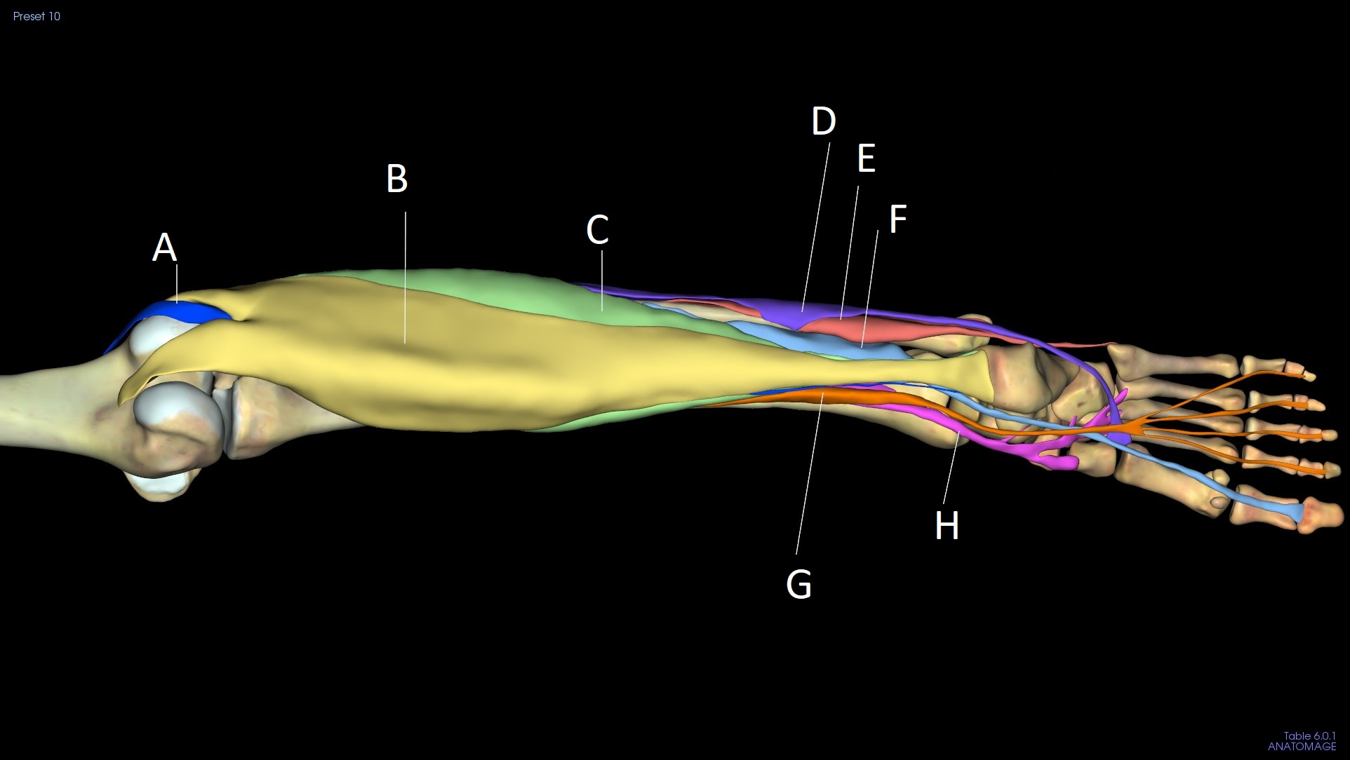 <p>H</p>