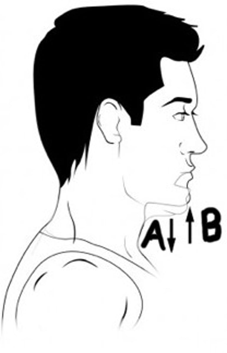<p>Which term is used to describe the movement indicated by B? (hint: this movement is specific the the scapula mandible)</p>