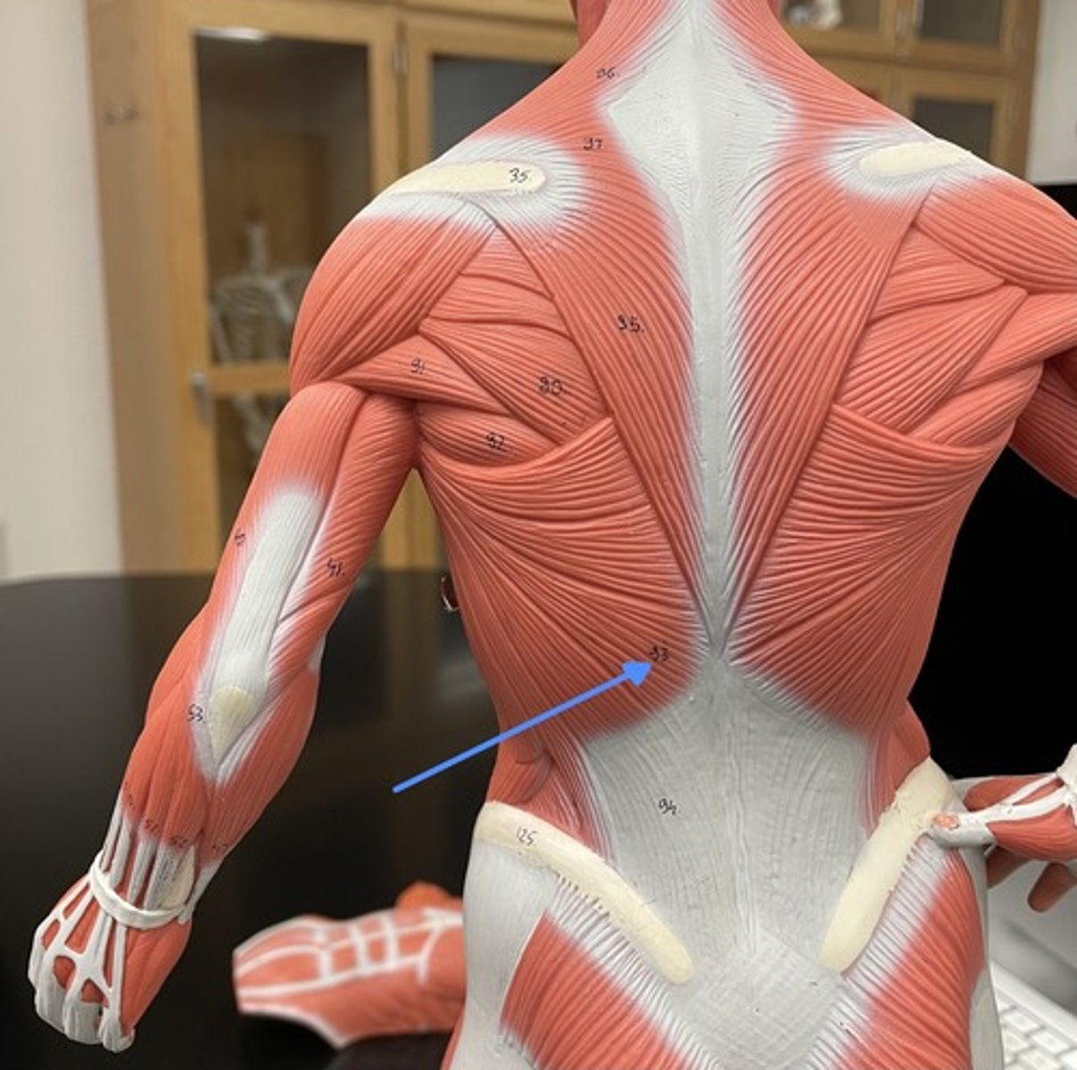 <p>latissimus dorsi</p><p>origin:</p><p>insertion:</p><p>action:</p>