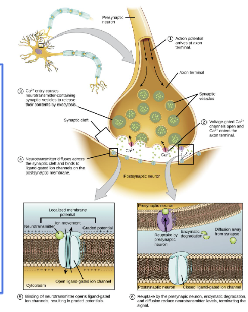 <ul><li><p><span style="background-color: transparent;">Depolarization causes voltage-gated Ca<sup>2+</sup> channels to open. </span></p></li><li><p><span style="background-color: transparent;">Calcium ions initiate a signaling cascade that causes <strong>synaptic vesicles</strong>, containing neurotransmitter molecules, to fuse with the presynaptic membrane. </span></p></li><li><p><span style="background-color: transparent;">Fusion of a vesicle with the presynaptic membrane causes neurotransmitter to be released into the <strong>synaptic cleft</strong>.</span></p></li><li><p><span style="background-color: transparent;">Once neurotransmission has occurred, the neurotransmitter must be removed from the synaptic cleft so the postsynaptic membrane can “reset” and be ready to receive another signal.</span></p></li></ul><p></p>