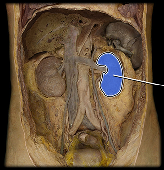 <p>which structure is highlighted?</p>
