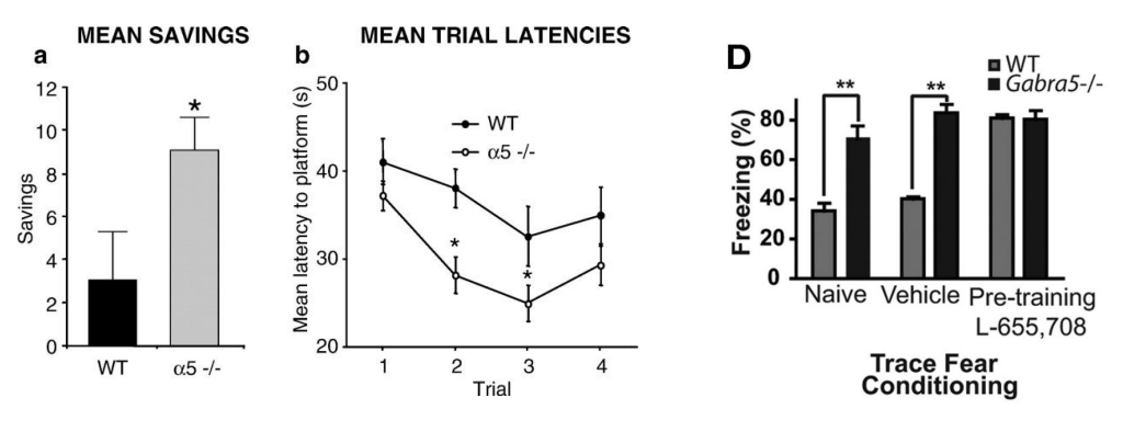 <p>α5KO mice show improved learning in the Morris water and trace fear conditioning tasks</p><div data-type="horizontalRule"><hr></div><ul><li><p>α5R = extra synaptic receptor</p></li><li><p>both associated with HC, which is an area where these receptors are expressed</p></li></ul><p></p>