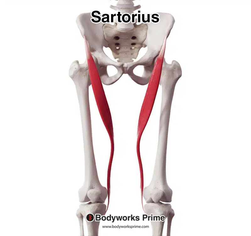 <p>Sartorius</p>