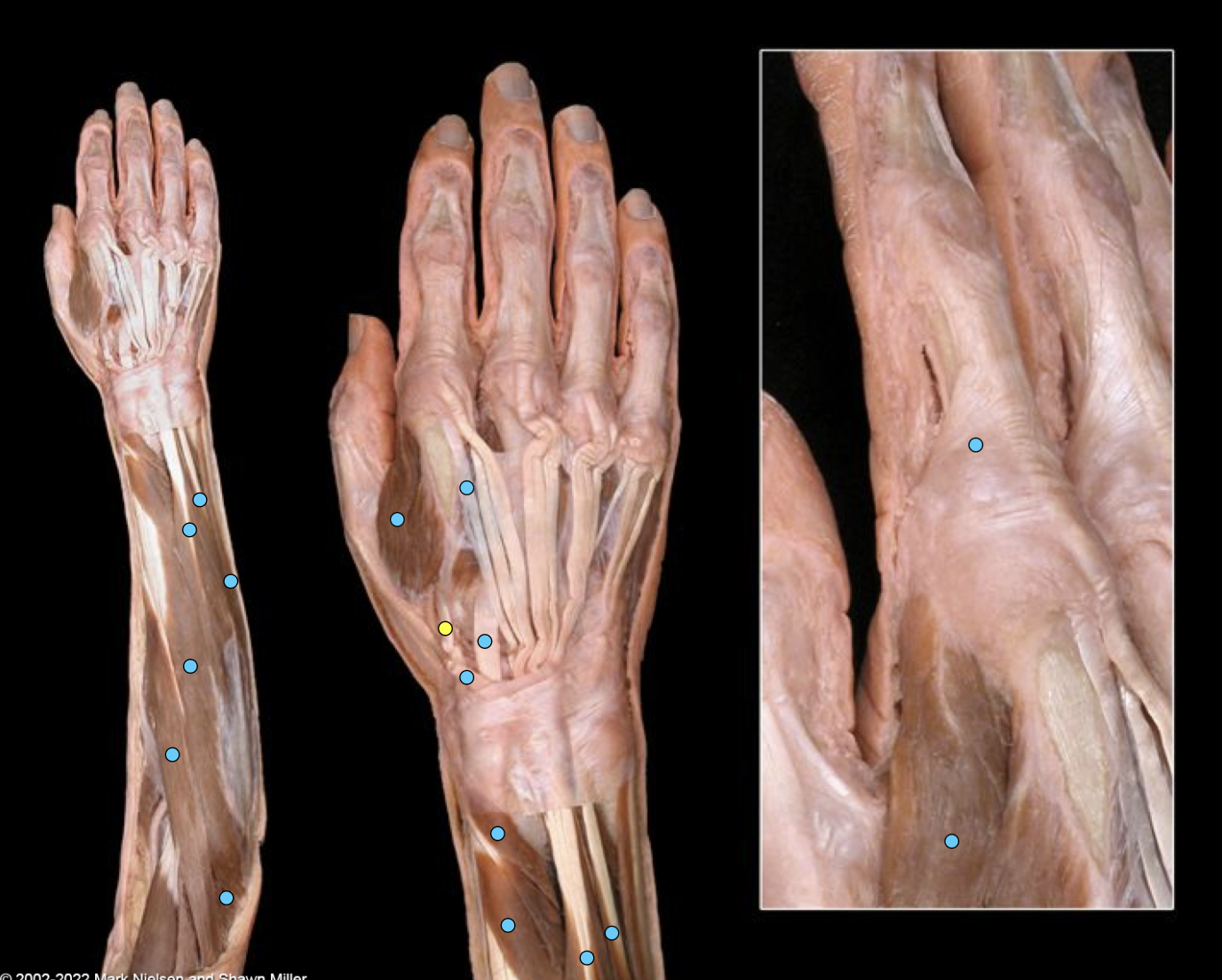 knowt flashcard image